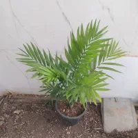 گل و گیاه شامادورا|گل و گیاه طبیعی|اهواز, سیصد دستگاه|دیوار