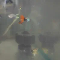 فروش ماهی|ماهی|بندرعباس, |دیوار