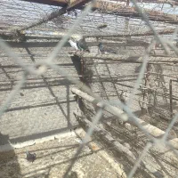 کفتر معاوضه با کفتر