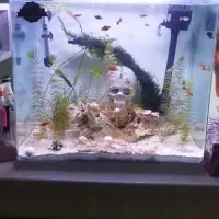 اکواریوم  مدل اکوا|ماهی|کرمان, |دیوار