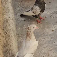 کبوتر