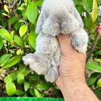 خرگوش لوپ لپ قزاقستانی