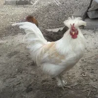 مرغ و خروس جفت.قوغاز