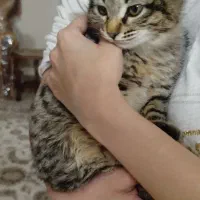 گربه بازیگوش ماده دو ماهو نیمه