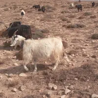 بز داشتی|حیوانات مزرعه|سمنان, |دیوار