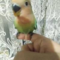 طوطی برزیلی هلویی یک ماه سالم فول دستی دمچند رنگ|پرنده|اهواز, آریاشهر|دیوار
