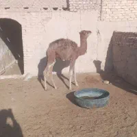 هاشی نر|حیوانات مزرعه|سرایان, |دیوار