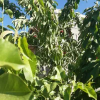 باغشهری-کودیان-آبپرده