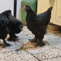 ۳تا مرغ براهما بلک