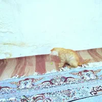 گربه نارنجی نر