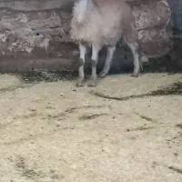 قوچ بره میش گوسفند