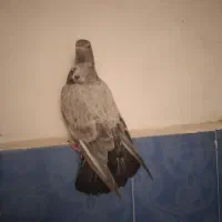 کبوتر پلاکی گرفتنی