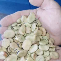 بذر باقله