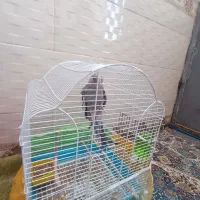 تعدادی پرنده به فروش میرسد|پرنده|بمپور, |دیوار