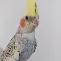عروس هلندی ماده
