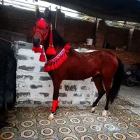 اسب|اسب و تجهیزات اسب‌سواری|شوش, |دیوار