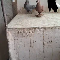 کبوتر|پرنده|یزد, |دیوار