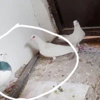 کبوتر|پرنده|کرمان, |دیوار