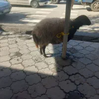 گوسفند گوشتی برا قصاب