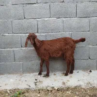 دوتا کهره ماده 5ماه(بز)