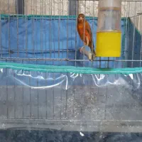 جوجه قناری سرخ