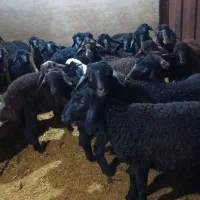 ۳۵ راس گوسفند میش قزل با بره درشت