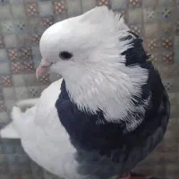 طوقی سیاه هفت رنگ