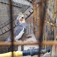 عروس هلندی نر