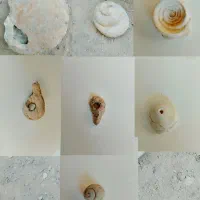 فسیل کلکسیونی