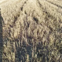 فروش-7-هکتار-زمین-بارانی-تحت-فشار