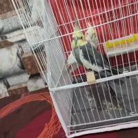 عروس هلندی|پرنده|مشهد, توس (بلوار توس)|دیوار