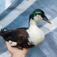 اردک‌مینیاتوری کال نر