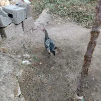 مرغ خروس مینیاتوری|حیوانات مزرعه|جغتای, |دیوار