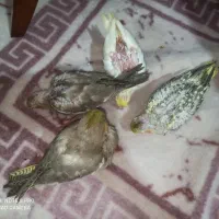 عروس هلندی|پرنده|شیروان (خراسان), |دیوار