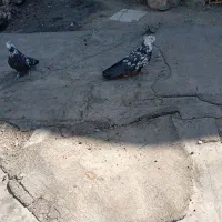 کبوترواشه ای سیاه