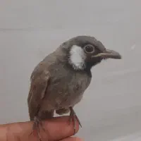 قناری خرمایی دستی صحیح وسالم و اموزش دیده
