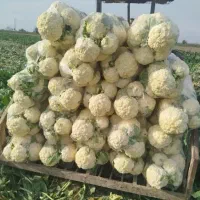 گل کلم سفید/ سوپرلوکس/الان۲۷تن موجوده|خوردنی و آشامیدنی|تهران, مختاری|دیوار