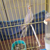 عروس هلندی|پرنده|بندرعباس, |دیوار