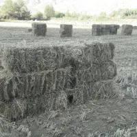 پرس کلش برنج|لوازم جانبی حیوانات|تاکستان, |دیوار