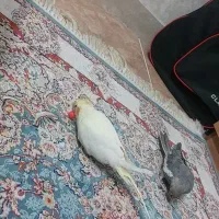 دو عدد عروس هلندی ماده