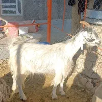گوسفند|حیوانات مزرعه|فسارود, |دیوار