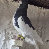 یالو .سرور .کراواتی .سینه سفید زرنگ