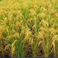 فروش-شالیزار