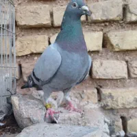 کفتر پلاکی پرشی