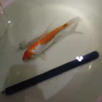 کوی رنگی و سفید|ماهی|ری, منصوریه منگل|دیوار