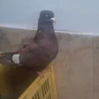 کبوتر کفتر