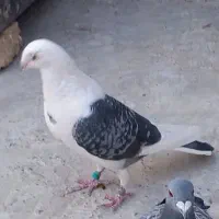 کبوتر  پلاکی دوبی