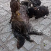فروش سگ پاکوتاه