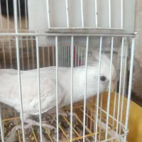 فروش عروس هلندی آلبینو نر سخنگو بالغ