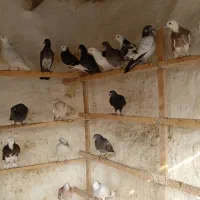 جوجه کفتر بشرط پرش